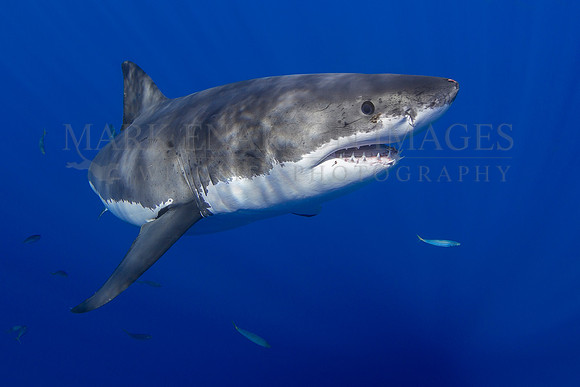 A white shark at Isla Guadalupe, Mexico