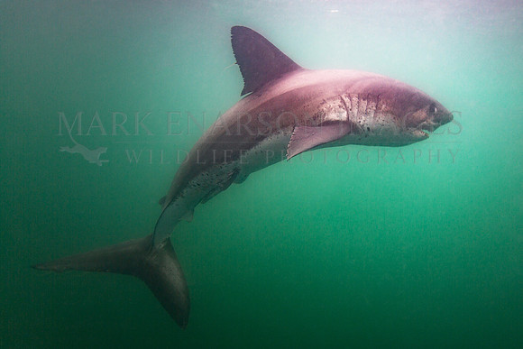 A salmon shark hunts the cold waters of Prince William Sound, Alaska