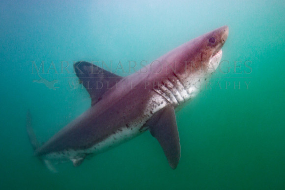A salmon shark hunts the cold waters of Prince William Sound, Alaska