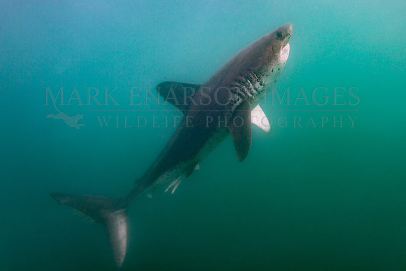 A salmon shark hunts the cold waters of Prince William Sound, Alaska