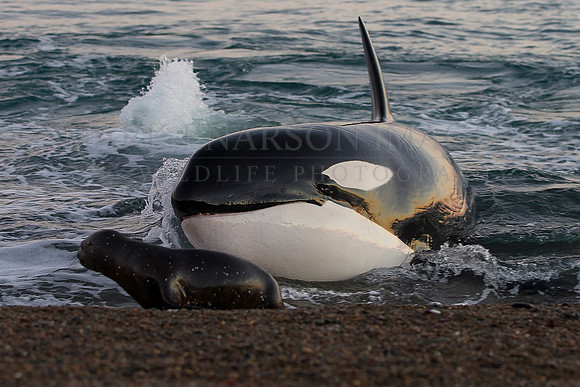 An orca stranding at Punta Norte, Argentina