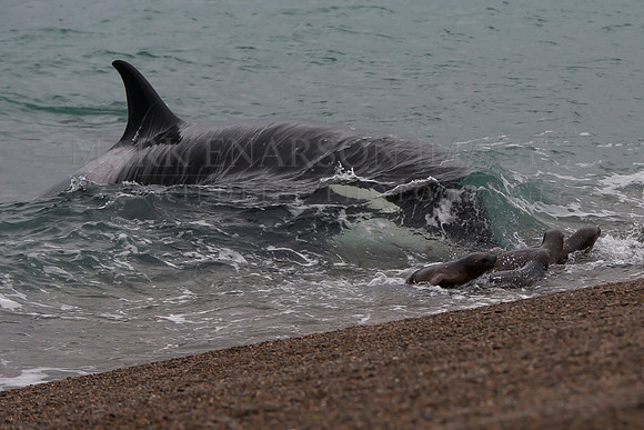 Orca attacking sea lions at Punta Norte, Argentina