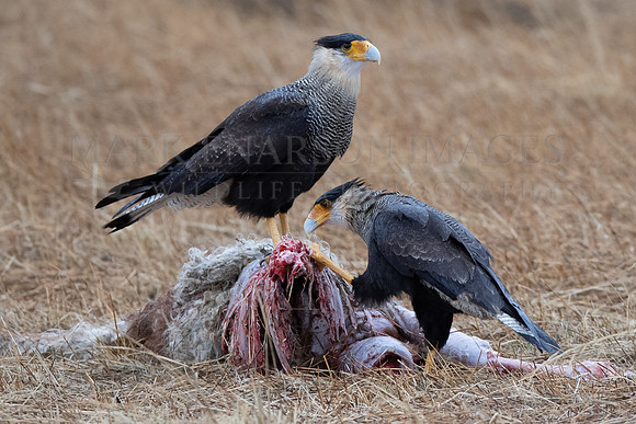 Southern crested caracaras feed on a sheep carcass, at Torres del Paine, Chile