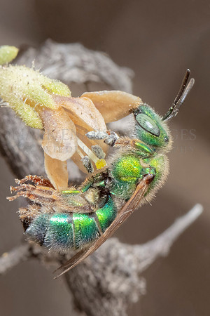 A metallic green sweat bee at Punta Norte, Argentina