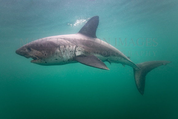 A salmon shark hunts the cold waters of Prince William Sound, Alaska