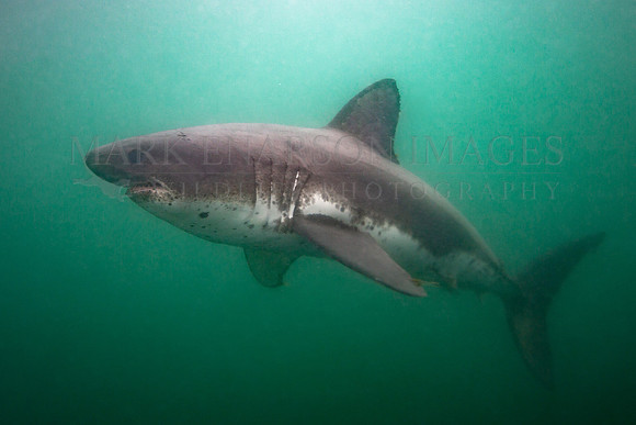 A salmon shark hunts the cold waters of Prince William Sound, Alaska
