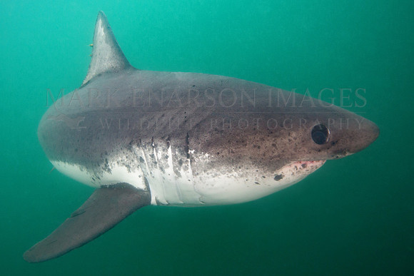 A salmon shark hunts the cold waters of Prince William Sound, Alaska