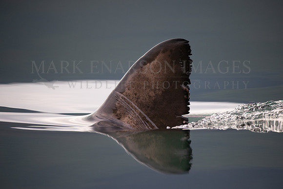 The dorsal fin of a salmon shark slices through the still water of Prince William Sound, Alaska