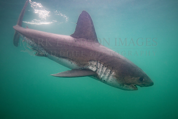 A salmon shark hunts the cold waters of Prince William Sound, Alaska