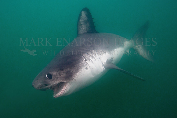 A salmon shark hunts the cold waters of Prince William Sound, Alaska