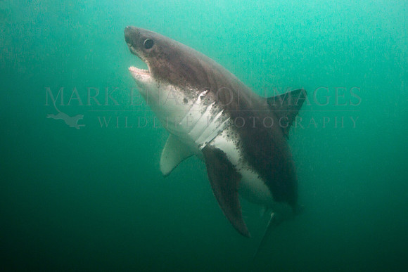 A salmon shark hunts the cold waters of Prince William Sound, Alaska
