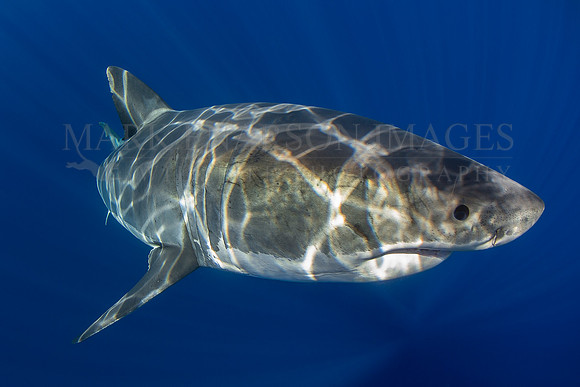 A white shark at Isla Guadalupe, Mexico