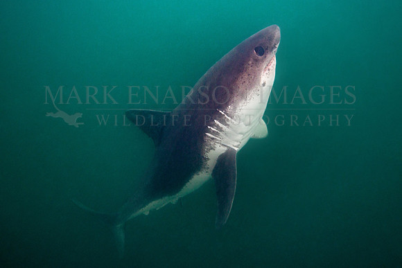 A salmon shark rises out of the frigid depths of Prince William Sound, Alaska
