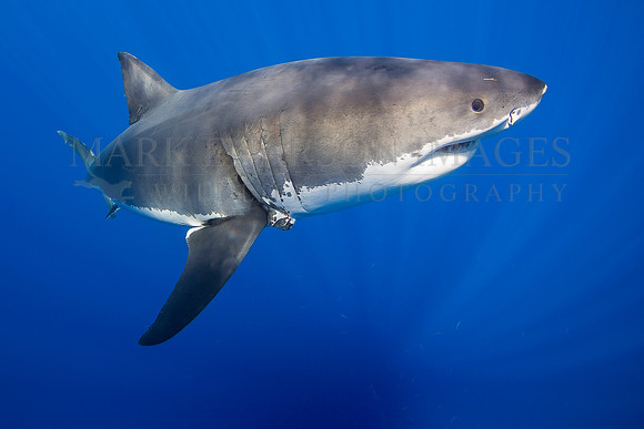 A white shark at Isla Guadalupe, Mexico