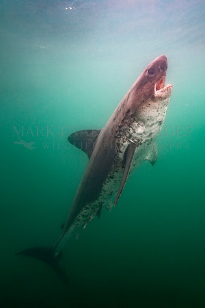 A salmon shark rises from the depths in Prince William Sound, Alaska