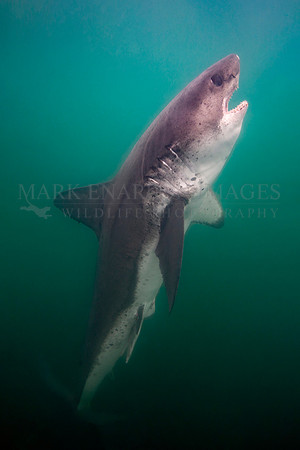 A salmon shark hunts the cold waters of Prince William Sound, Alaska