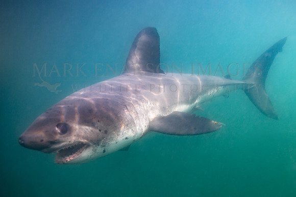 A salmon shark hunts the cold waters of Prince William Sound, Alaska