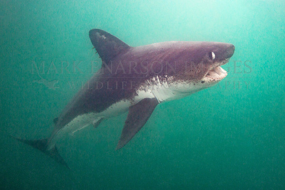 A salmon shark hunts the cold waters of Prince William Sound, Alaska