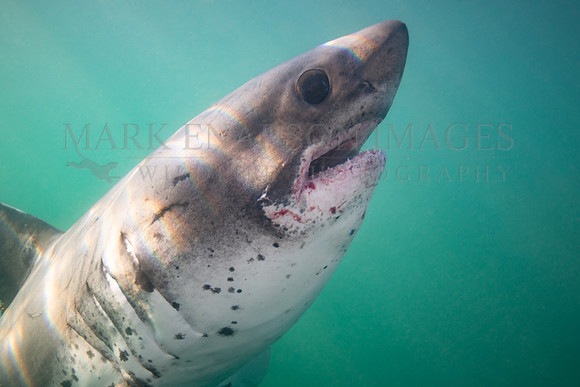 A salmon shark ascends in sunny waters at Prince William Sound, Alaska