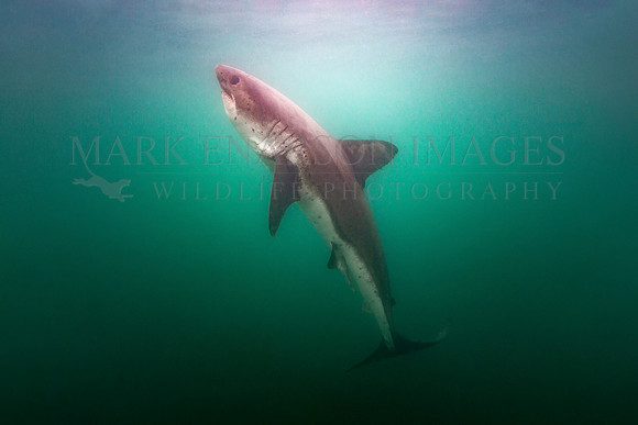 An ascending salmon shark, in Prince William Sound, Alaska